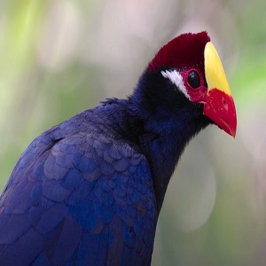 Violet turaco